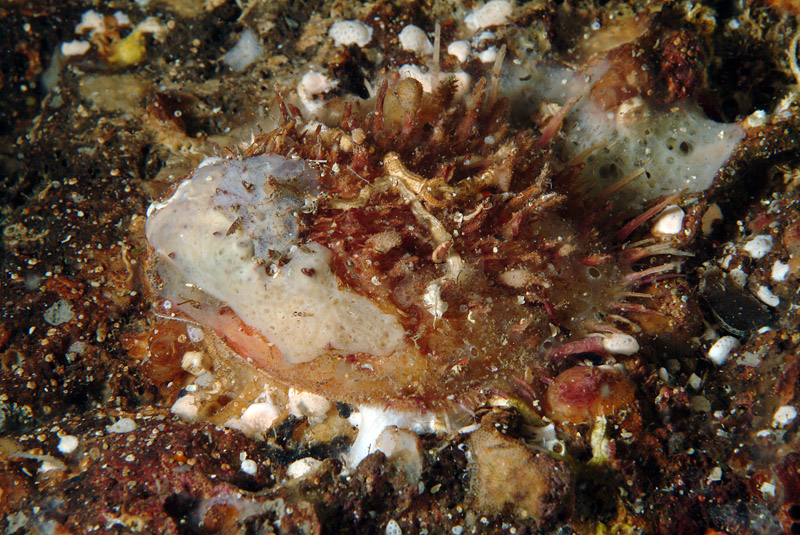 Spondylus gaederopus